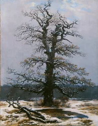 Oak in the Snow